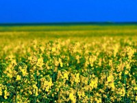 /album/presta%c3%a7%c3%a3o-de-servi%c3%a7os/wallpaper-campo-de-flores-amarelas-6666-jpg/